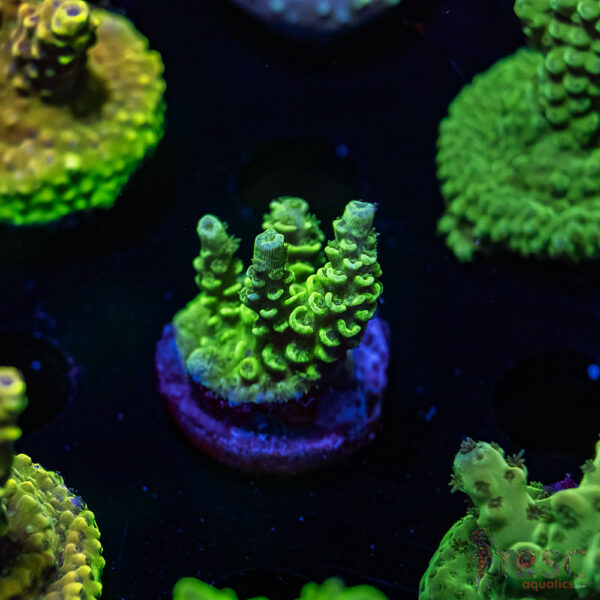 TRSC Green Tenius Acro U05