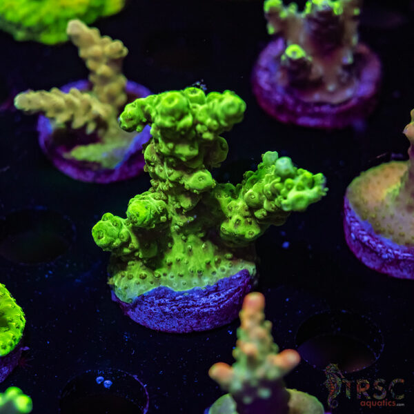 TRSC Green Acro U08