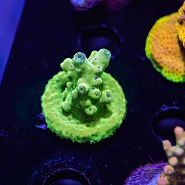 TRSC Green Acro V01
