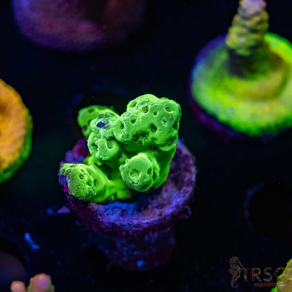 TRSC Green Acro V02