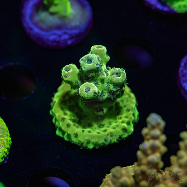 TRSC Green Acro V03