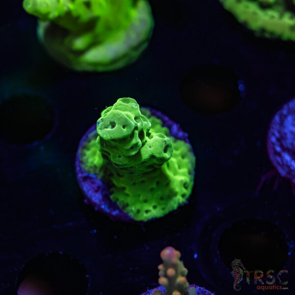 TRSC Green Acro V04