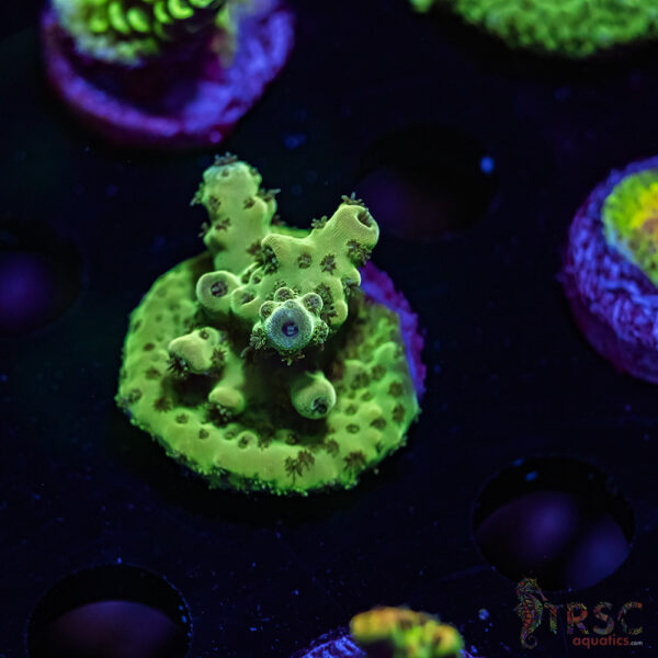 TRSC Green Acro V05