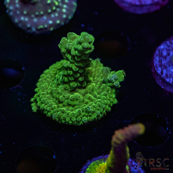 TRSC Green Acro V06