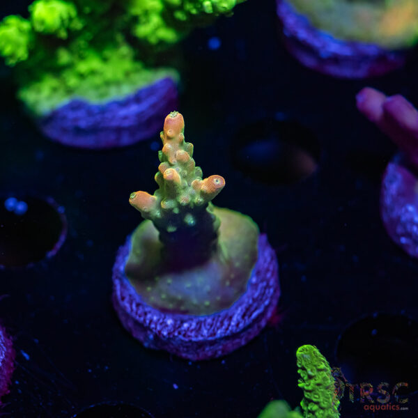 TRSC Peachy Keen Acro V08