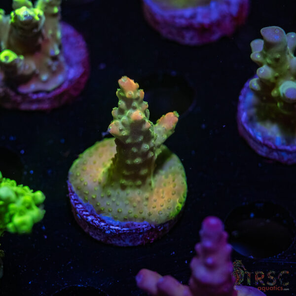 TRSC Peachy Keen Acro V09