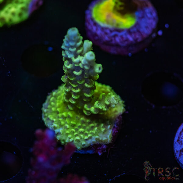 TRSC Premium Bargin Acro X05