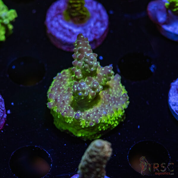 TRSC Premium Bargin Acro X06