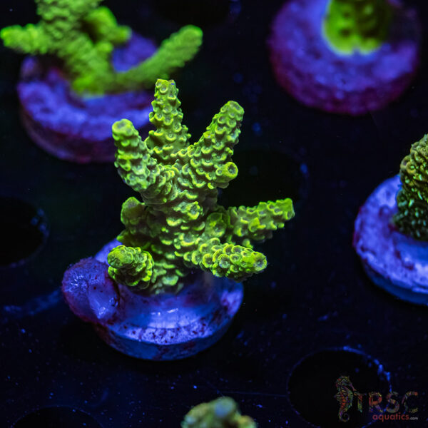 TRSC Premium Bargin Acro X07