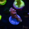 TRSC Rainbow Hologram Milli N07