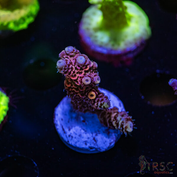 TRSC Rainbow Hologram Milli Y02