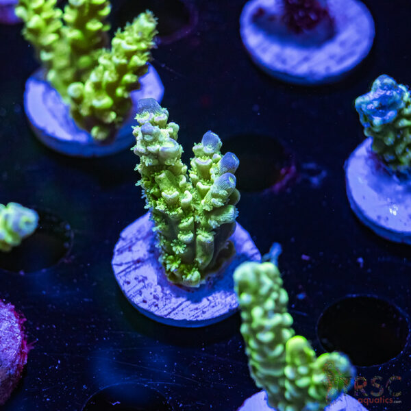 TRSC Tenius Acro Y08