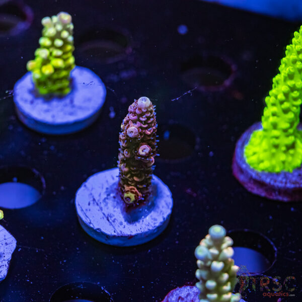 TRSC Rainbow Hologram Milli  Y10