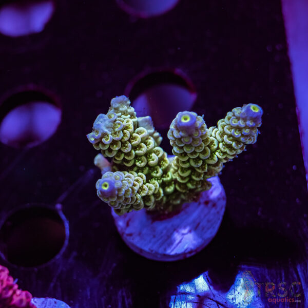 TRSC Blue Green Tenius Acro Z01