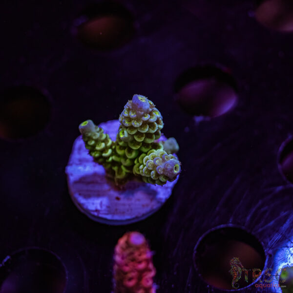 TRSC Blue Green Tenius Acro Z02