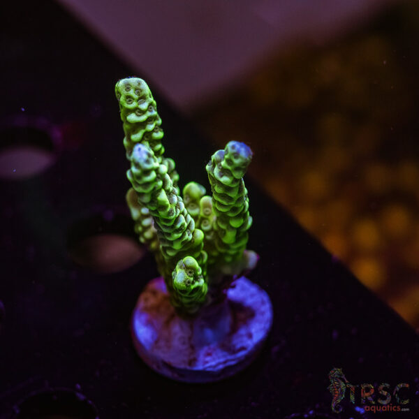 TRSC Premium Acro Z07
