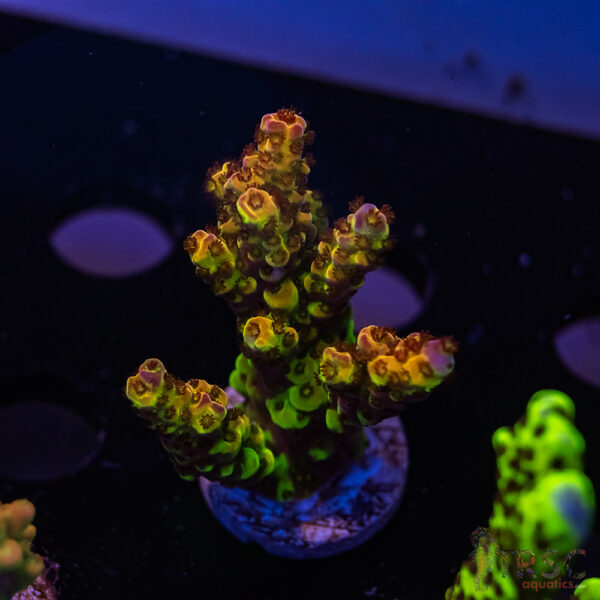 TRSC Funhouse Acro ZA03