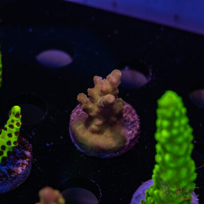 TRSC The Nub Acro F07