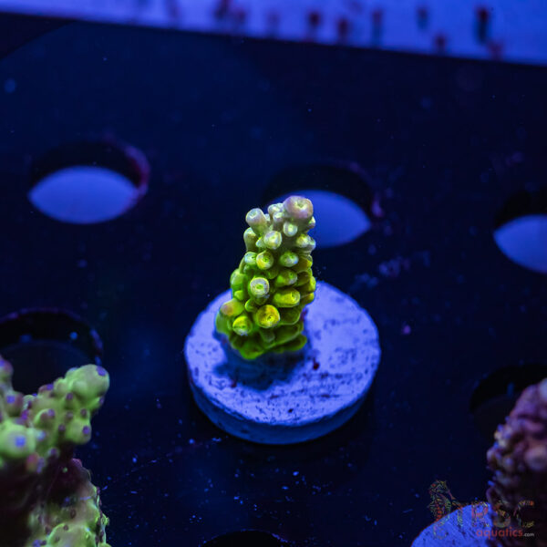 TRSC Premium Acro ZA08
