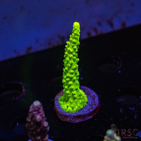 TRSC Bali Green Slimer ZA09