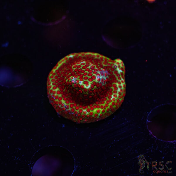 TRSC Chilli Pepper Monti ZB01