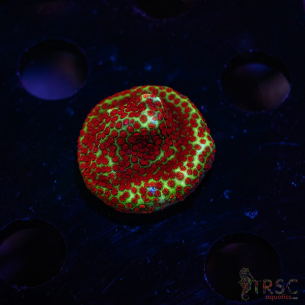 TRSC Chilli Pepper Monti ZB02