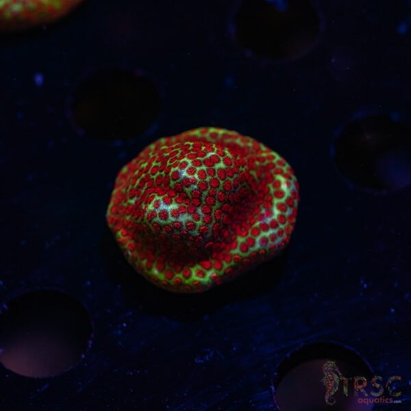 TRSC Chilli Pepper Monti ZB03