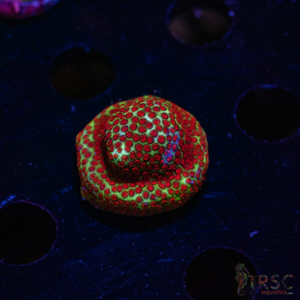 TRSC Chilli Pepper Monti ZB04