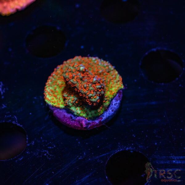 TRSC Chilli Pepper Monti ZB05