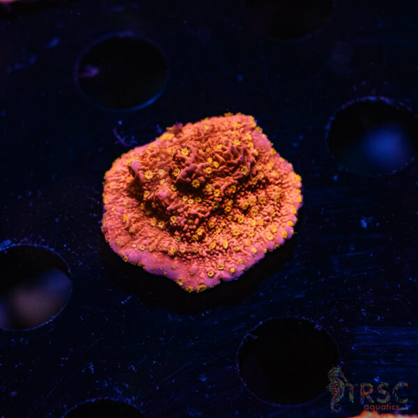 TRSC Starburst Monti ZB06