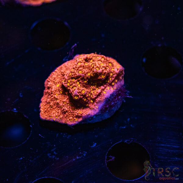 TRSC Starburst Monti ZB07