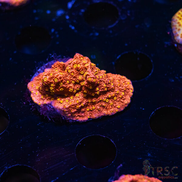 TRSC Starburst Monti ZB08