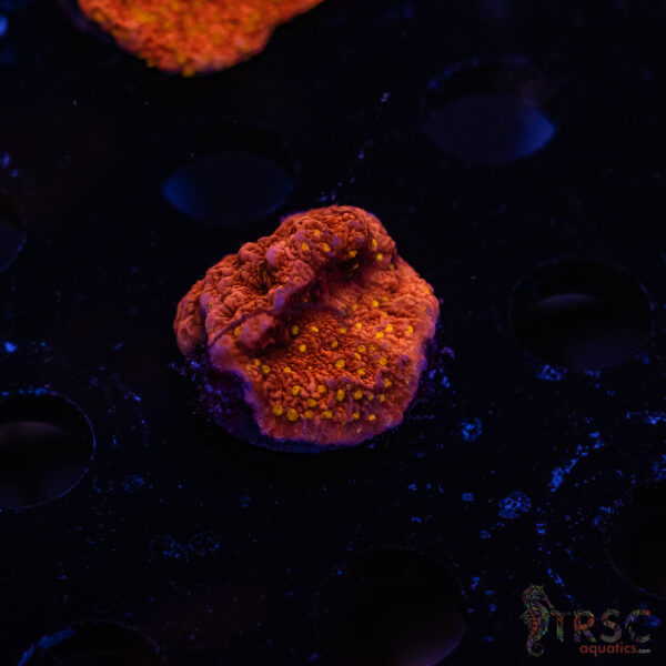 TRSC Starburst Monti ZB09