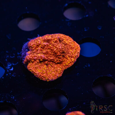 TRSC Starburst Monti ZB10
