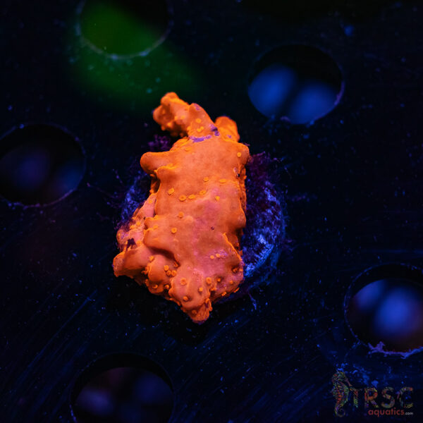 TRSC Red Monti Setosa ZC01