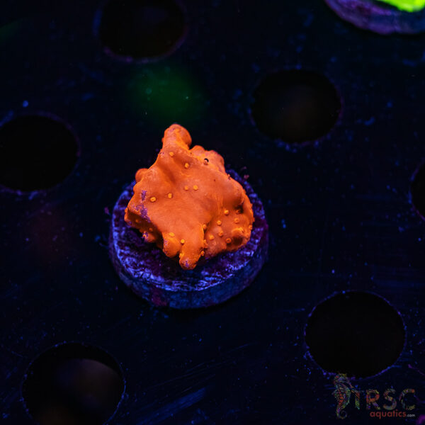 TRSC Red Monti Setosa ZC02