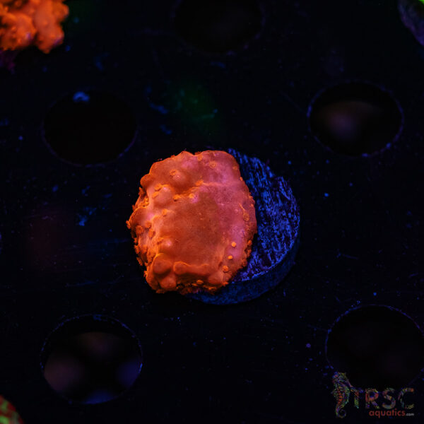 TRSC Red Monti Setosa ZC03
