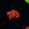TRSC Red Monti Setosa A07