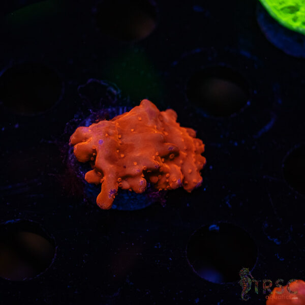 TRSC Red Monti Setosa ZC04