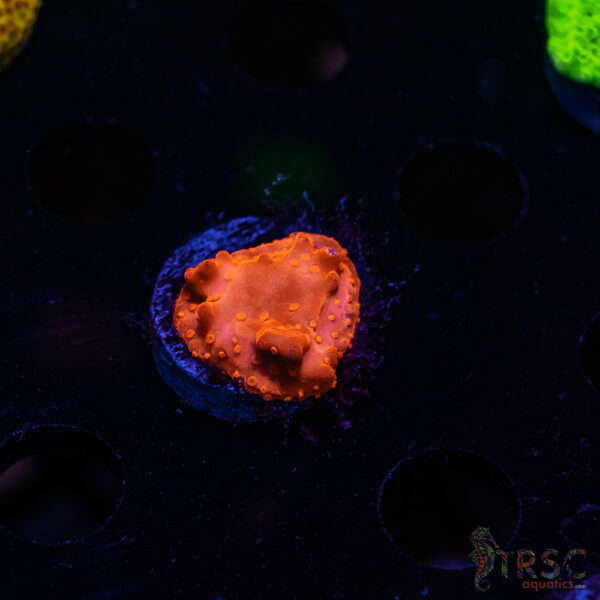 TRSC Red Monti Setosa ZC05