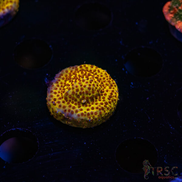 TRSC Burning Bananna Stylocoeniella ZC06