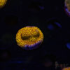 TRSC Burning Banana Stylocoeniella A08