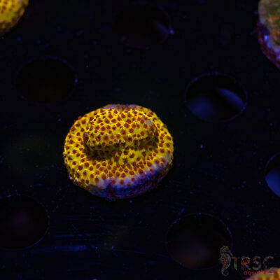 TRSC Burning Banana Stylocoeniella A08