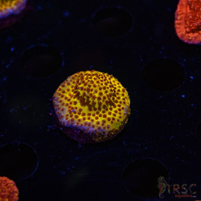 TRSC Burning Bananna Stylocoeniella ZC08