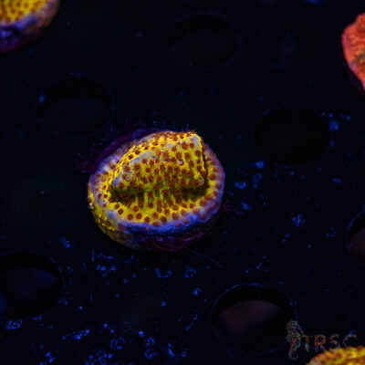 TRSC Burning Banana Stylocoeniella A07