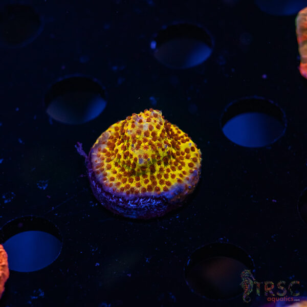 TRSC Burning Bananna Stylocoeniella ZC10