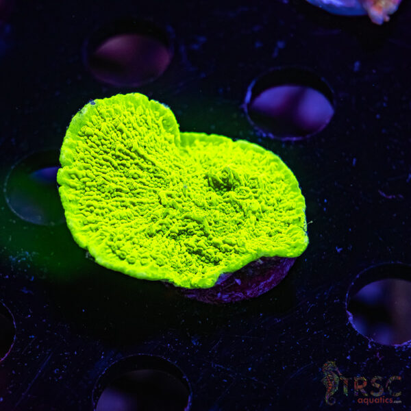 TRSC Neon Montipora ZD01