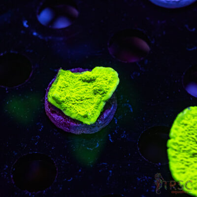 TRSC Neon Montipora B02