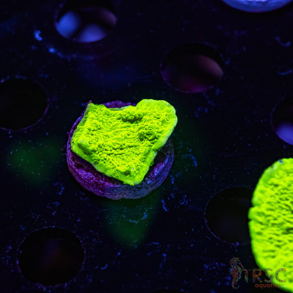 TRSC Neon Montipora ZD02