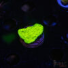 TRSC Neon Montipora B03